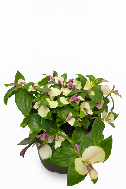 Tradescantia blushing bride