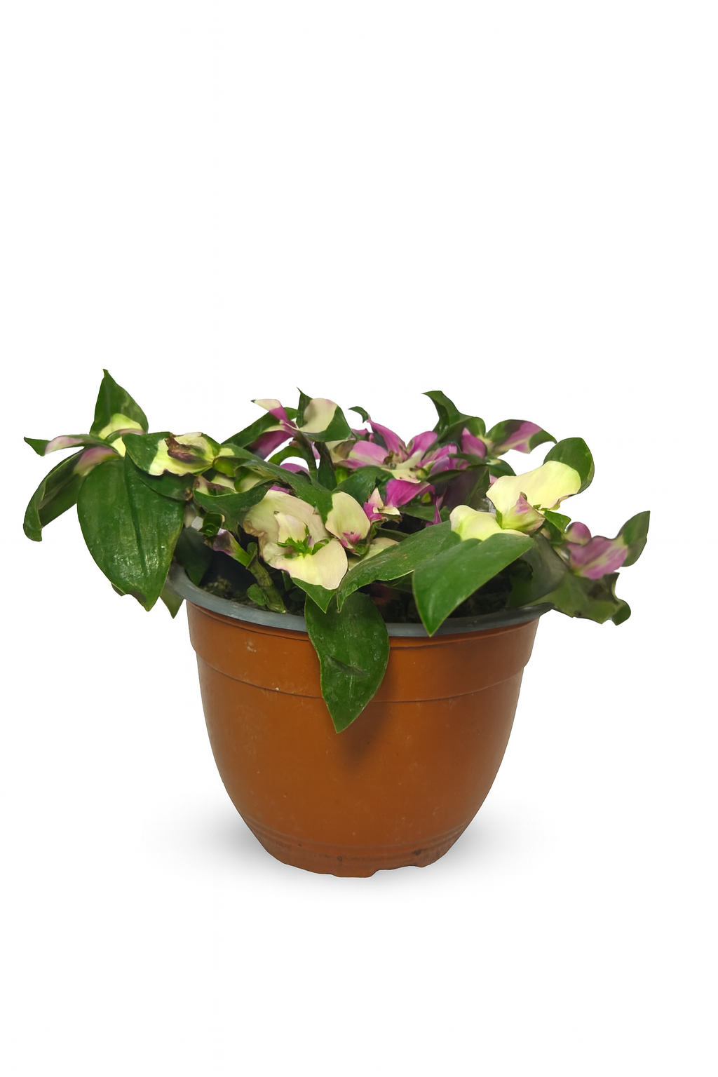 Tradescantia blushing bride