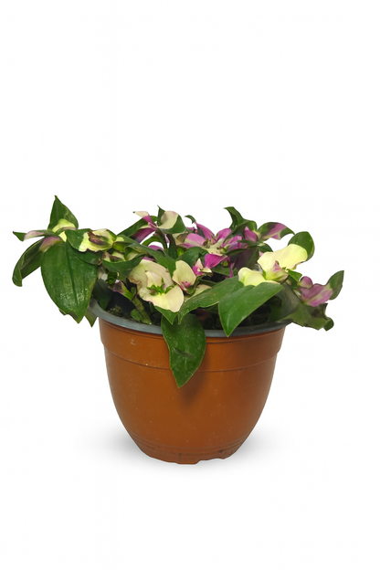 Tradescantia blushing bride